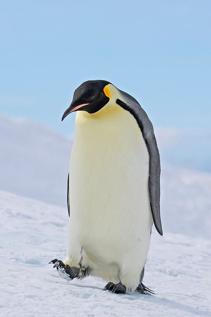 a penguin standing in the snow with its eyes closed