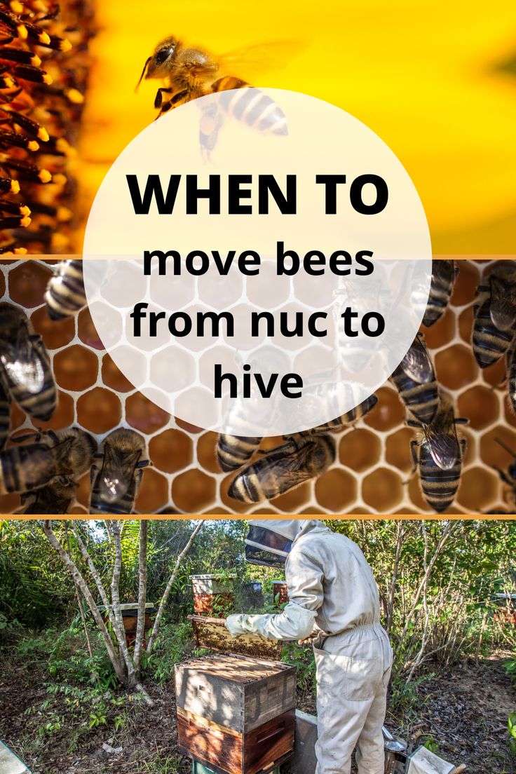 beekeepers working on their hives with the words when to move bees from nuc to hive