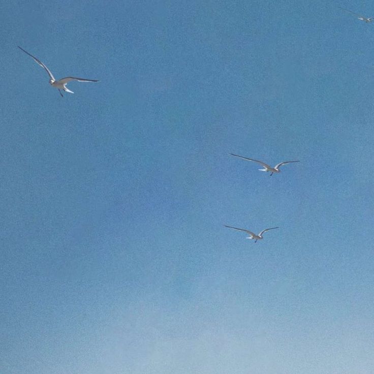 seagulls flying in the blue sky on a sunny day