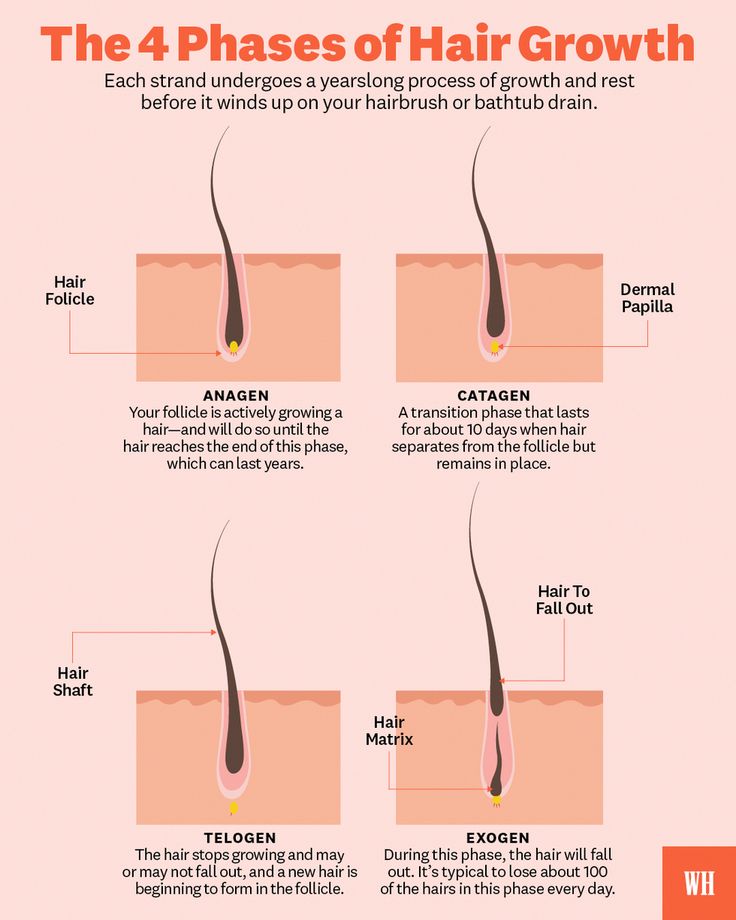 Women Hair Growth Timeline Charts, Hair Growth Cycle Diagram, Hair Growth Phases, Stages Of Hair Growth, Trichology Hair, Hair Growth Chart, Hair Bases, Hair Cycle, Hair Anatomy