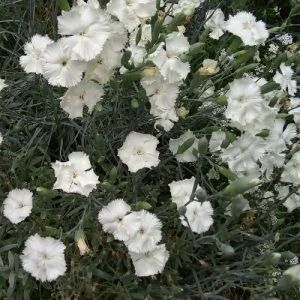 some white flowers are growing in the grass