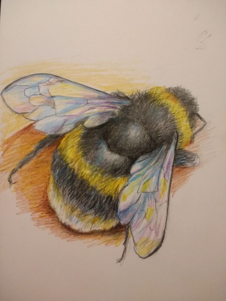 a pencil drawing of a bee sitting on top of a piece of paper