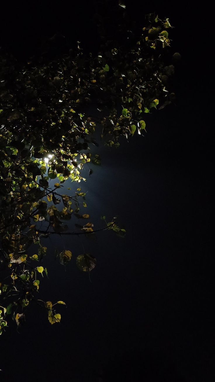 the light shines brightly through the branches of a tree in the dark night sky