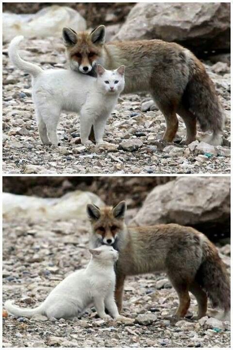 two foxes are standing next to each other on the rocky ground and one is hugging another fox