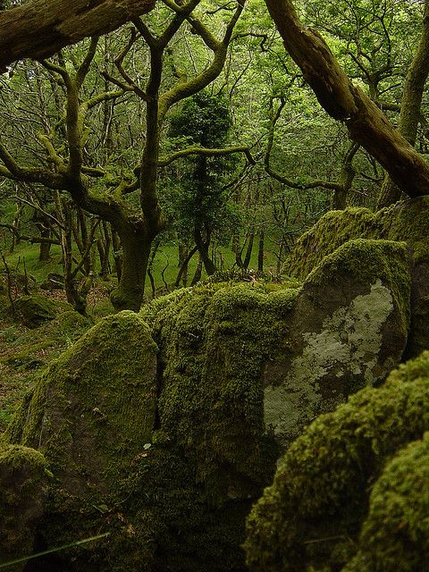 moss covered rocks and trees in the woods