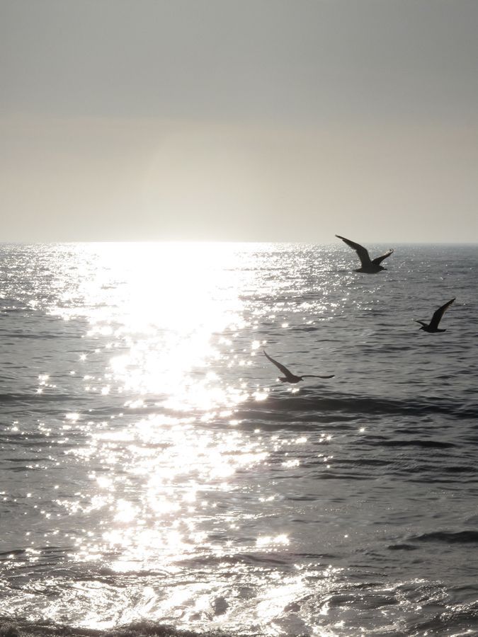 two birds flying over the ocean on a sunny day with sun reflecting off the water