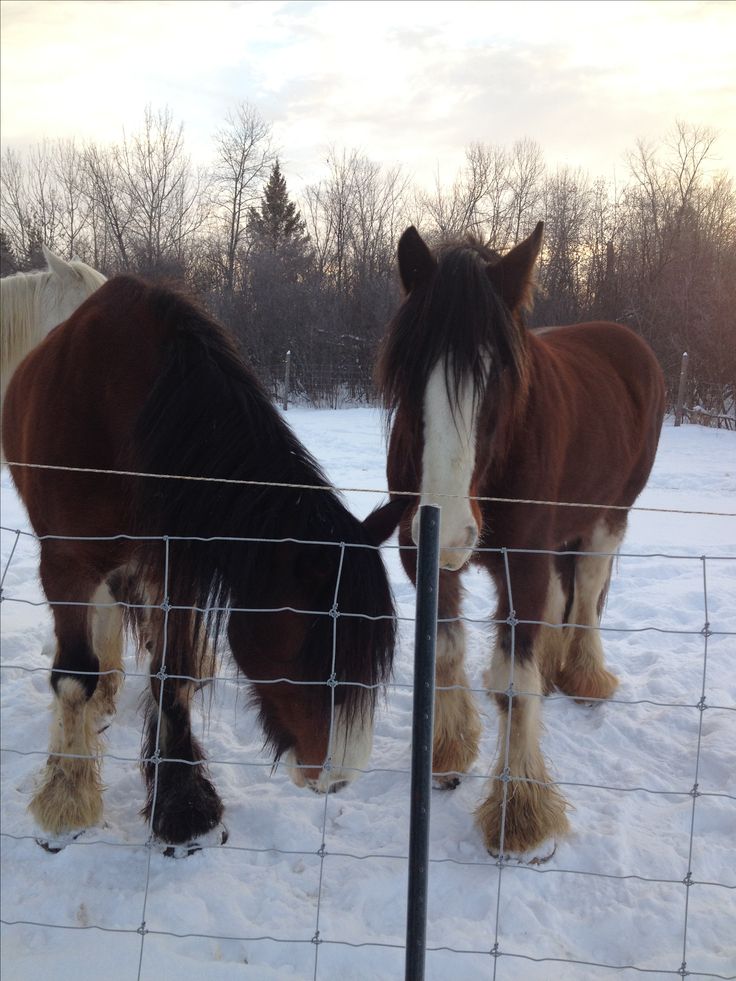 two horses standing next to each other in the snow behind a wire fence with trees in the background