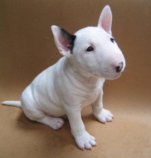 a small white dog sitting on top of a brown floor