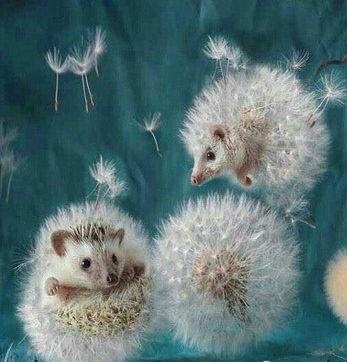 three baby hedgehogs sitting on top of dandelions