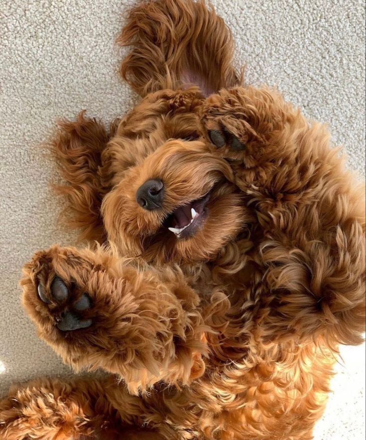 a brown dog laying on top of a white floor