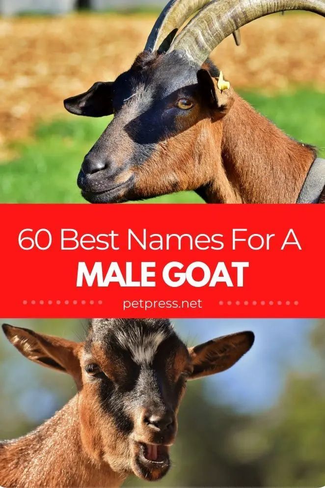 two goats with long horns and the words, 60 best names for a male goat