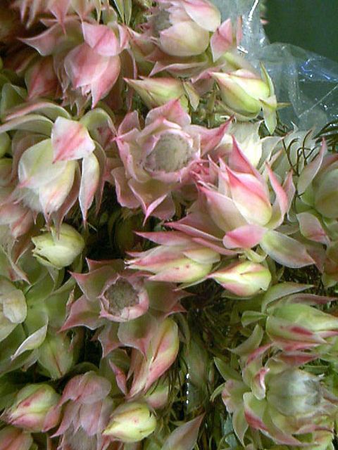 pink and white flowers are in the middle of green stems, with plastic wrap around them