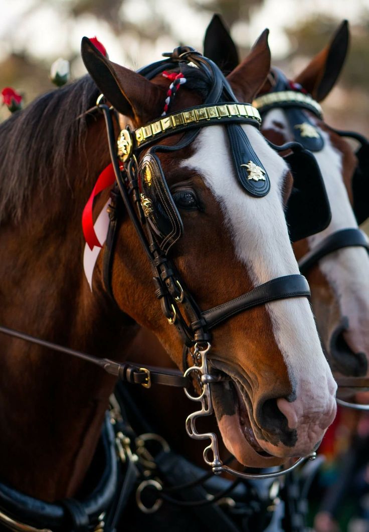 two brown horses with black bridles and white faces standing next to each other