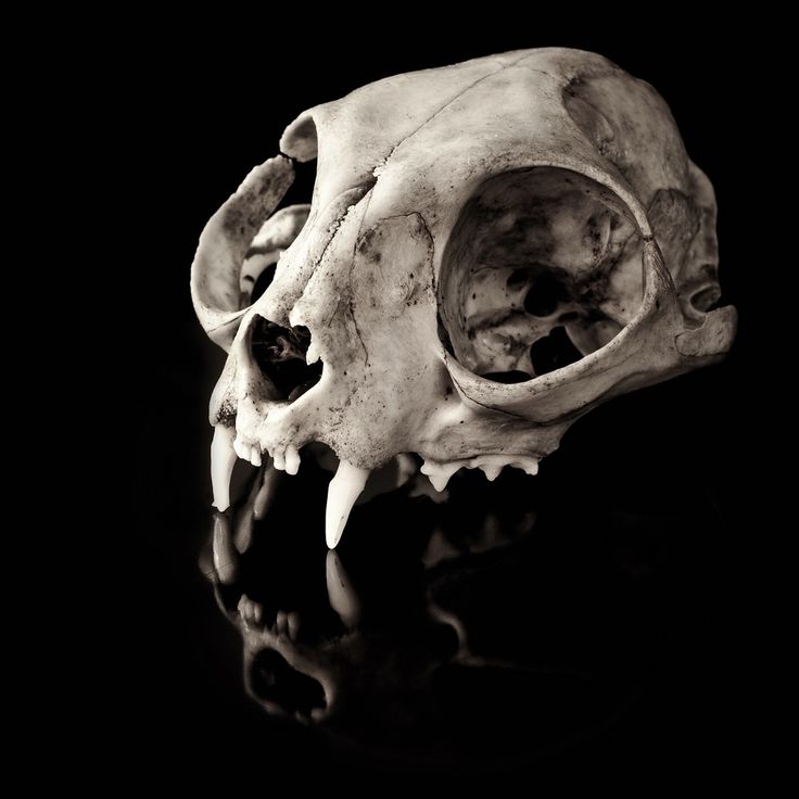 a black and white photo of a human skull