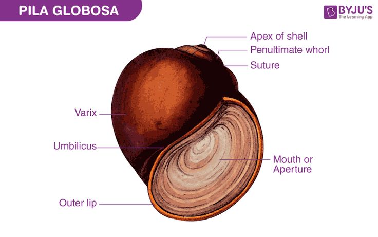 the anatomy of an acorn with labels labeled in english and spanish on a white background