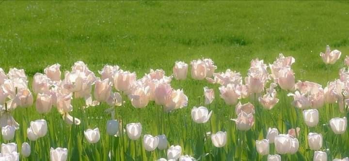 pink tulips in the middle of a green field