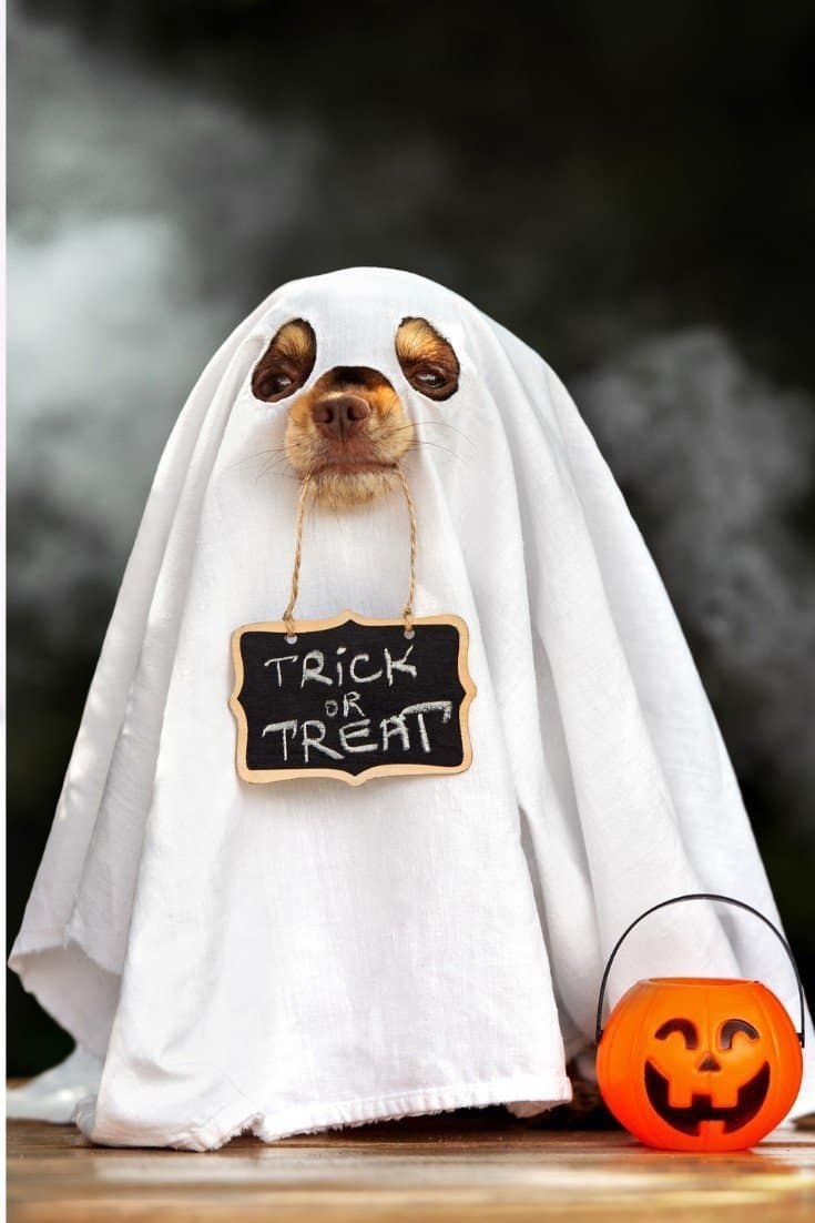 a dog dressed as a ghost with a sign that says trick treat