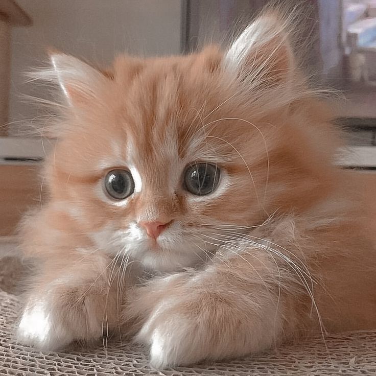 an orange kitten laying on top of a table