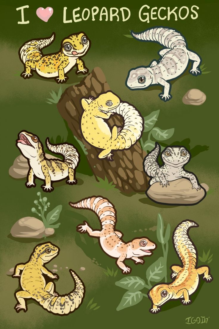 i love leopard geckos by zoonix on devielk - devie