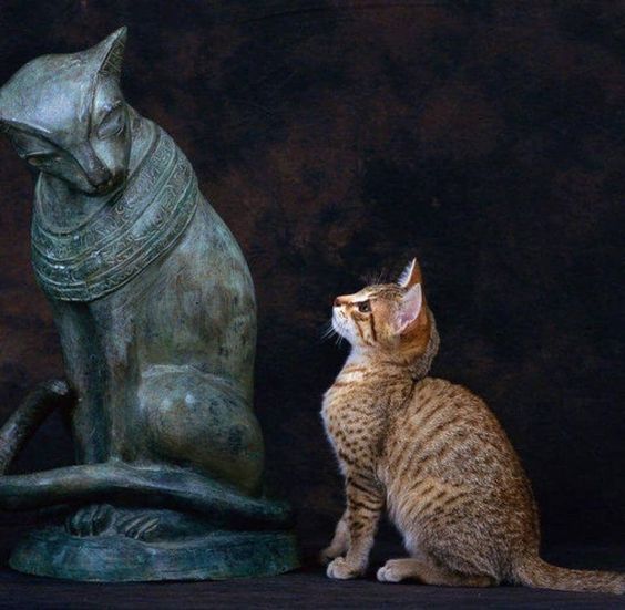 a cat is sitting next to a statue