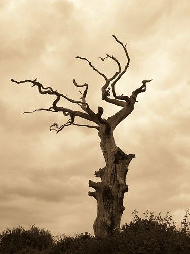 an old dead tree with no leaves on it