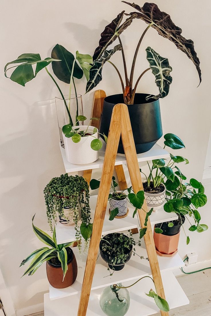 an image of a plant stand with plants on it and the caption found on amazon women's fashion home decor saved