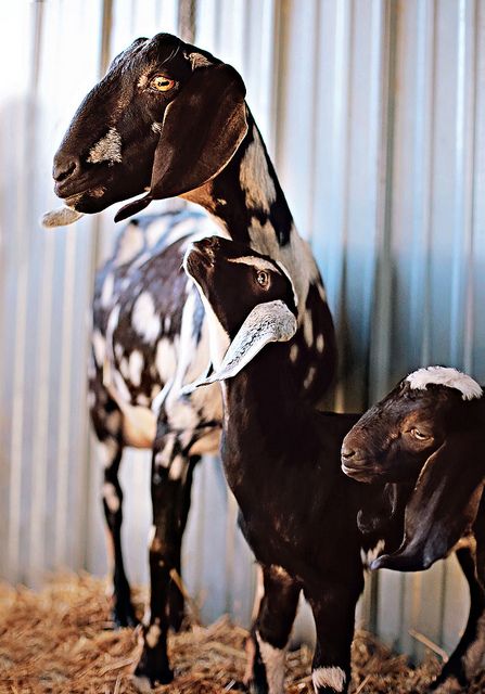 two black and white goats standing next to each other on some dry grass in front of a metal wall