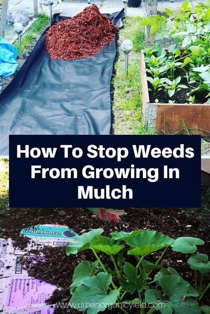 a garden filled with lots of plants next to a blue tarp that says how to stop weeds from growing in mulch