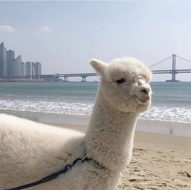 an alpaca on the beach with a city in the background