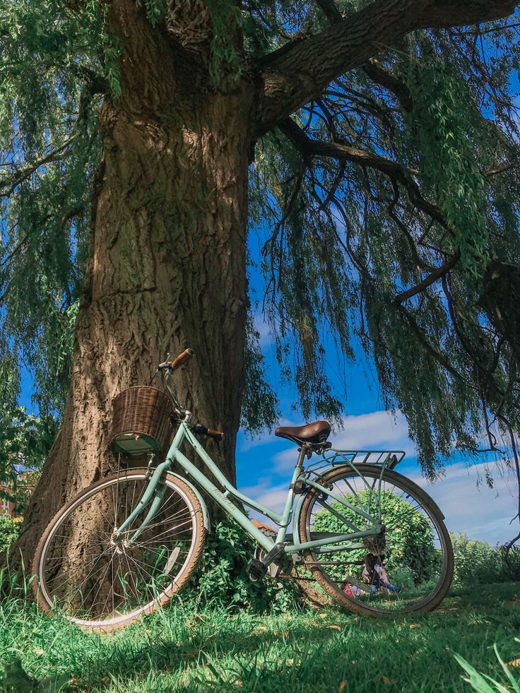 a bicycle parked next to a tree in the grass