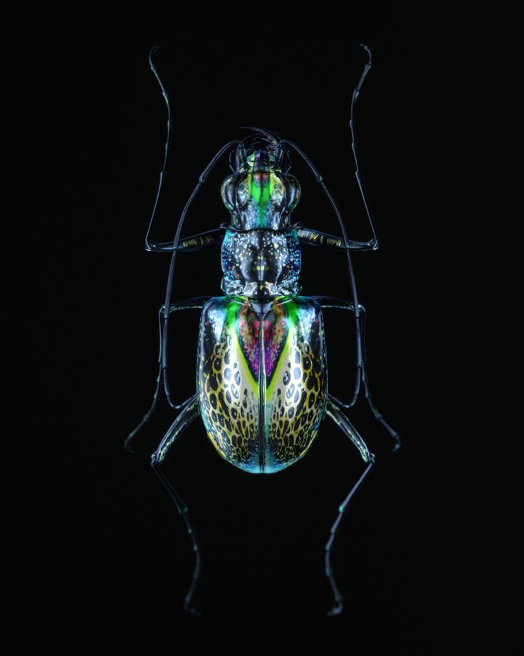 a colorful beetle sitting on top of a black surface