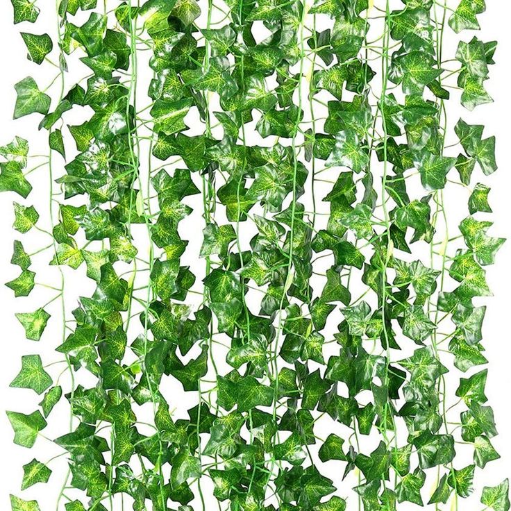 green ivy leaves hanging from the ceiling