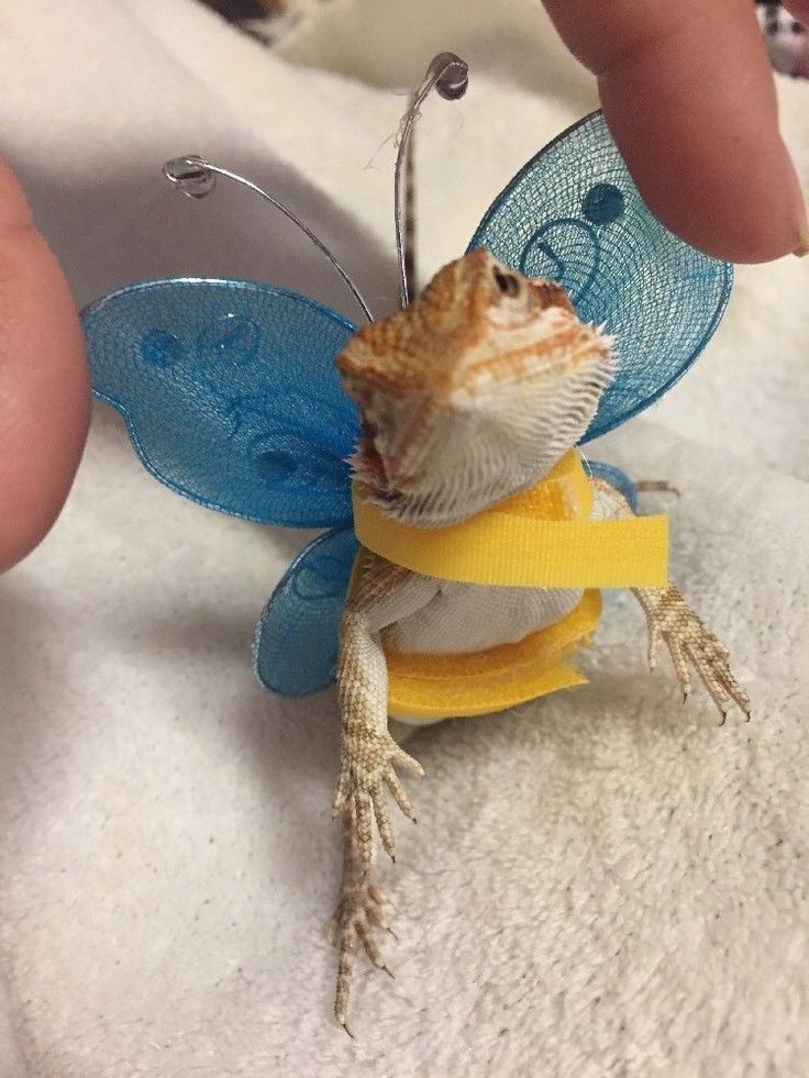 a small lizard is dressed as a butterfly