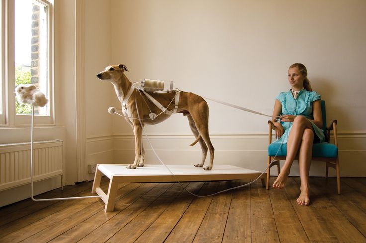 a woman sitting in a chair next to a dog on a leash, with another dog standing behind her