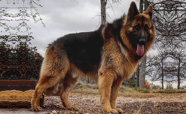 a large brown and black dog standing on top of a dirt field next to trees