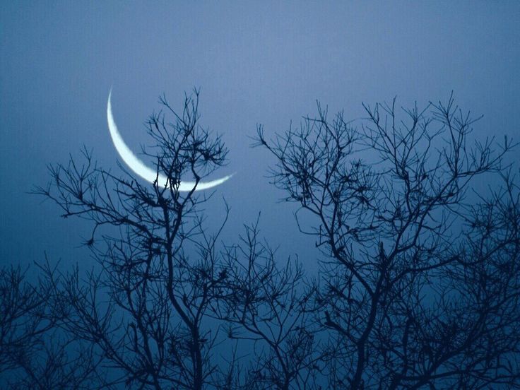 two crescents are seen through the branches of trees in the foggy night sky