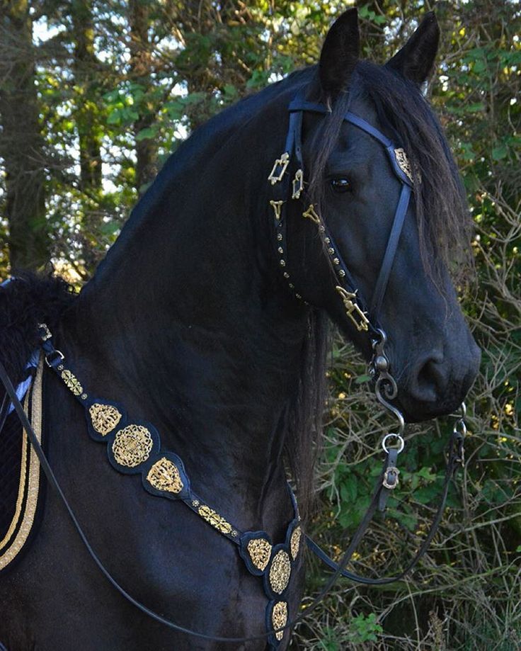 a large black horse standing in front of some trees and bushes with gold trimmings on it's bridle