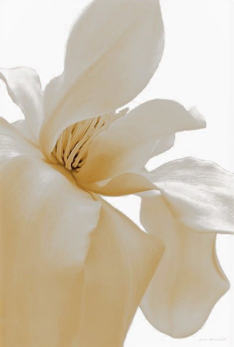 a large white flower is shown in this image