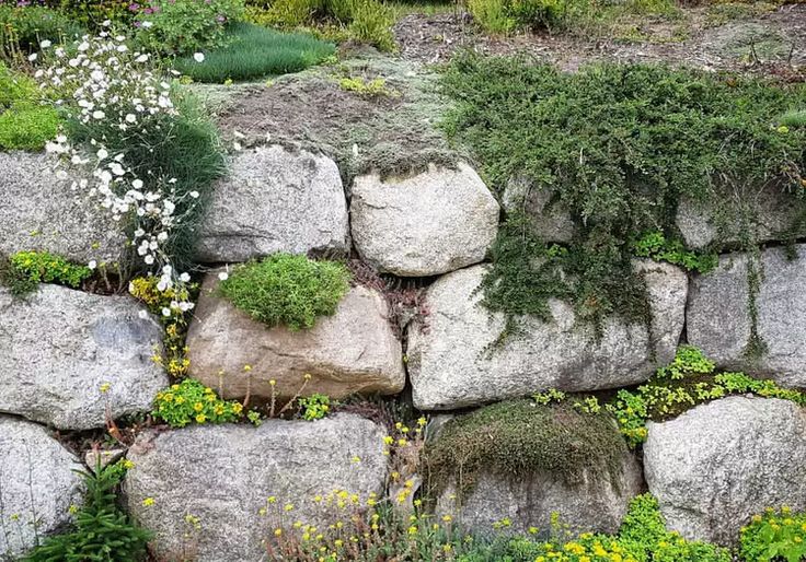 a rock wall with various plants growing on the rocks and flowers growing out of it