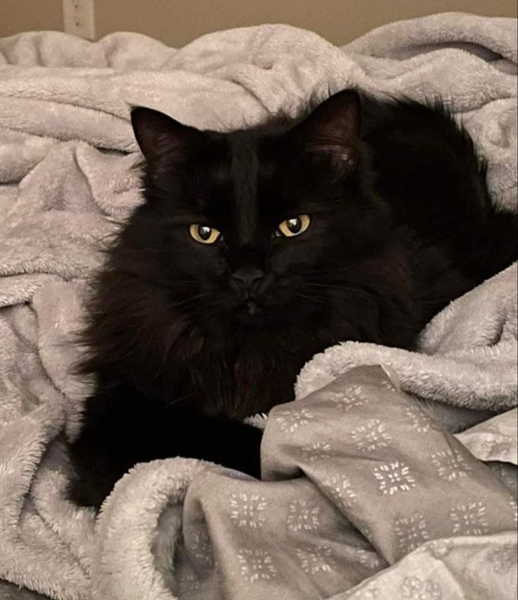 a black cat laying on top of a pile of blankets