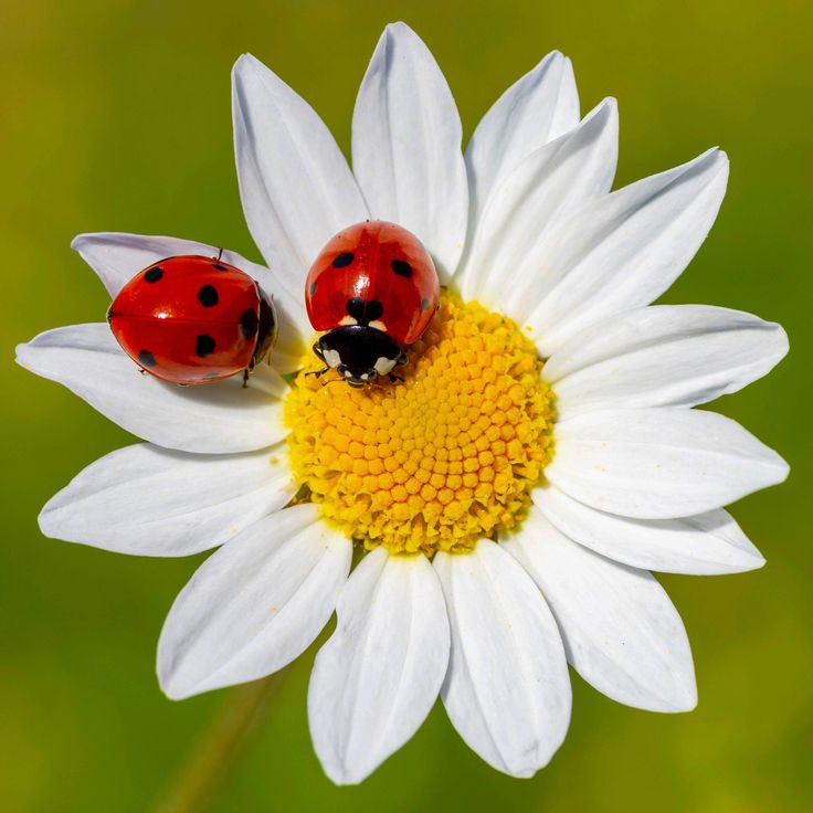 two ladybugs sitting on top of a white flower