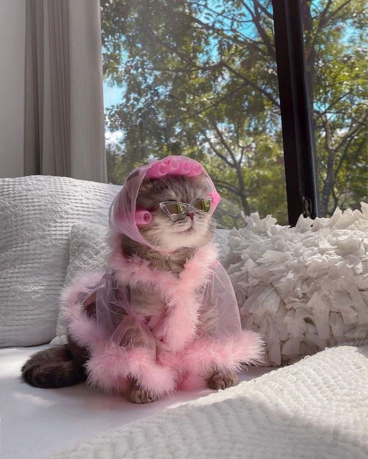 a cat sitting on top of a bed wearing a pink outfit