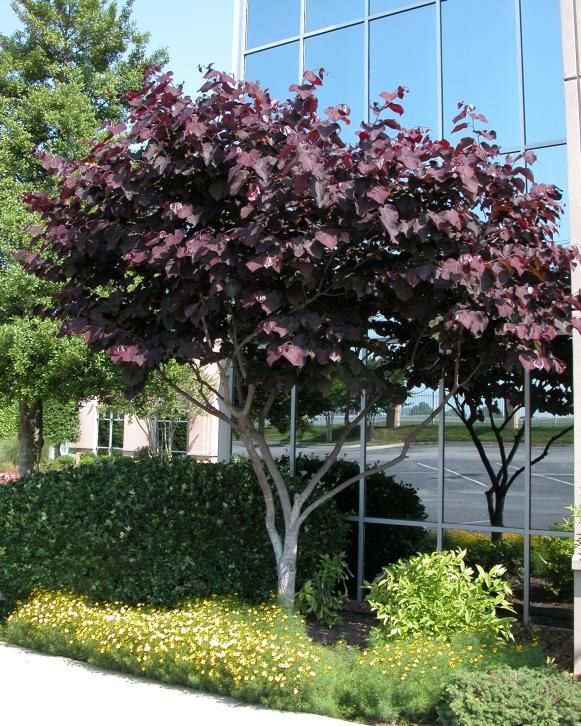 a purple tree in front of a building with large windows and flowers on the ground