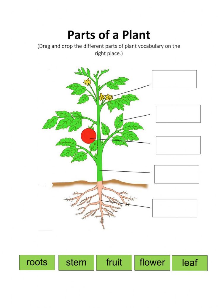 parts of a plant worksheet for kids with pictures on the top and bottom