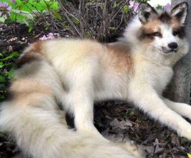 a white and brown dog laying on the ground next to a tree with purple flowers