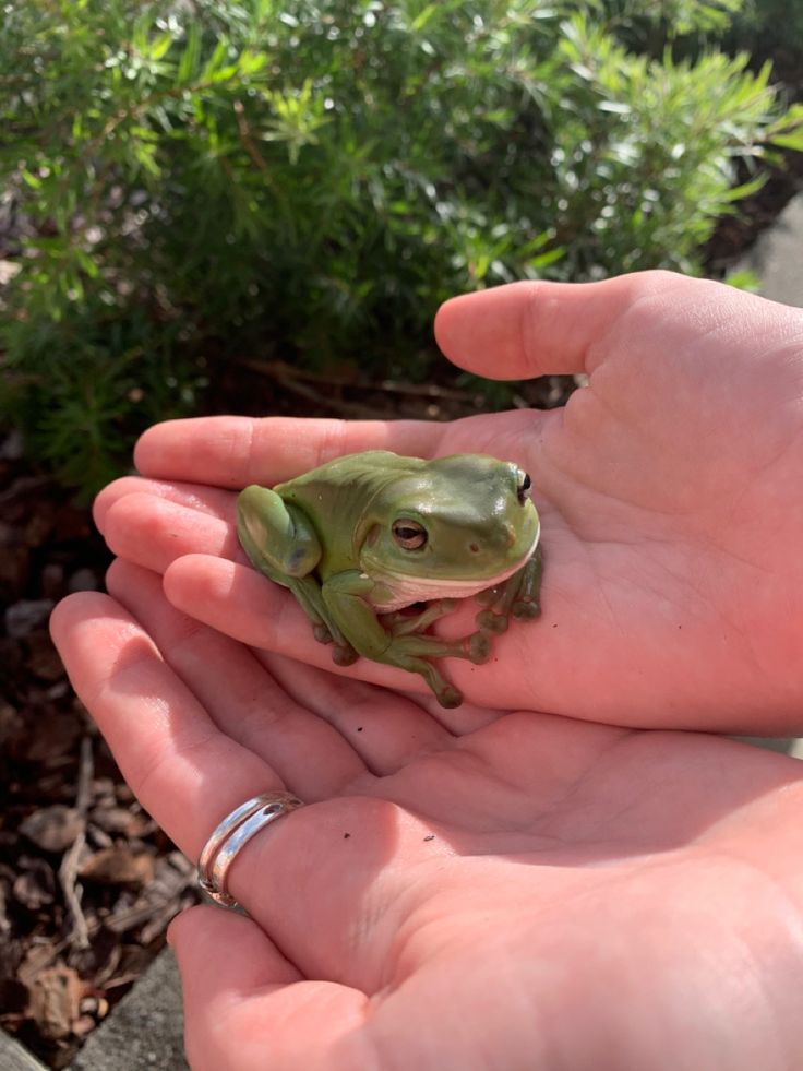 a person holding a small frog in their hand