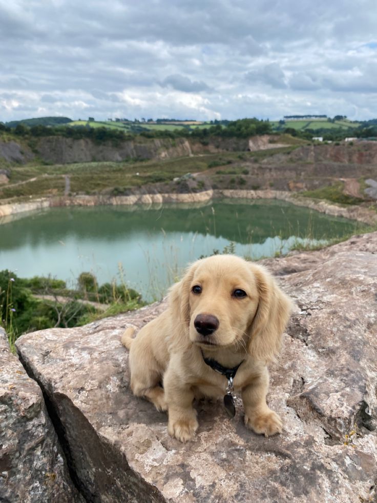 a dog sitting on top of a large rock next to a lake in the distance