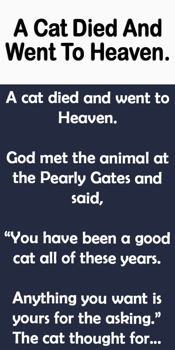 a cat died and went to heaven quote on black background with white text that reads, a cat died and went to heaven