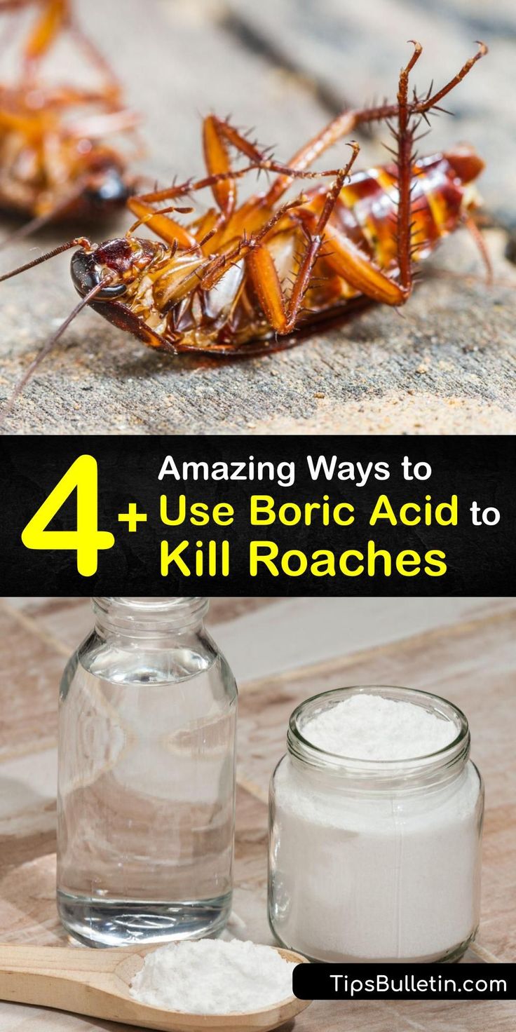 four different ways to use boric acid to kill roaches and other pests