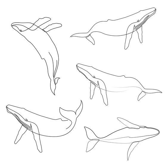 four different types of whales are shown in this drawing lesson, which shows how to draw them